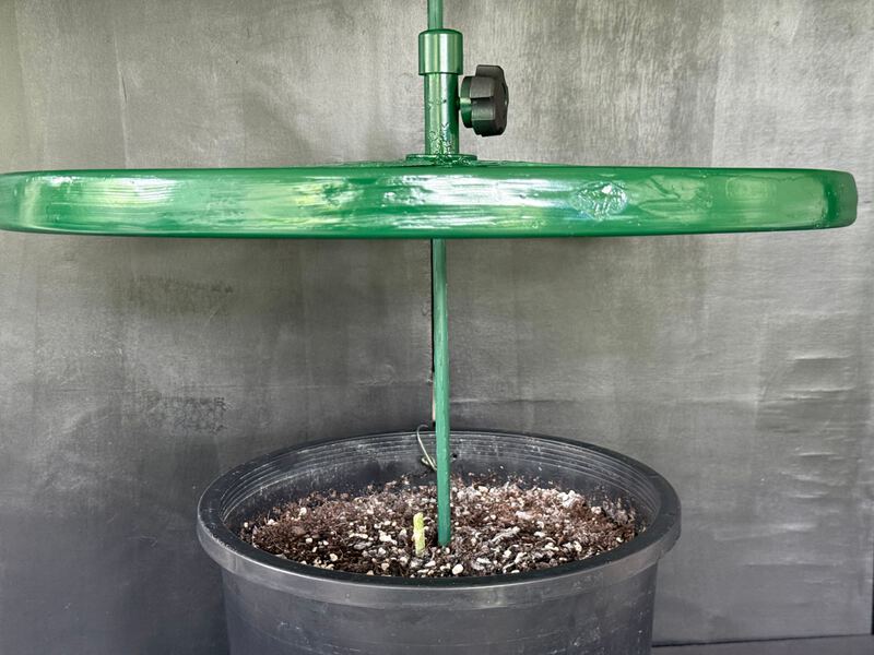 The Cola Cultivator locked on a plant stake above a pot with a young plant